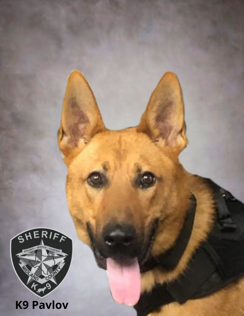 K9 Pavlov Portrait